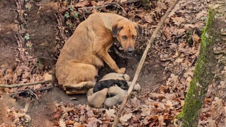 worried mama dog about her puppies