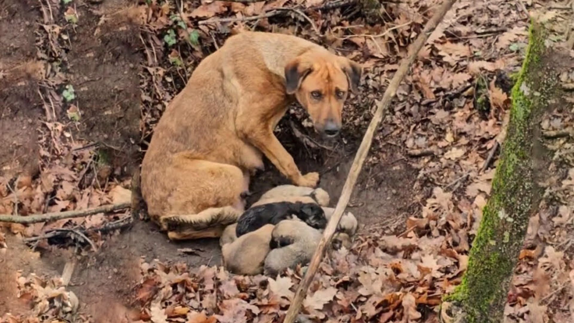 This Mama Dog Was Desperate To Help Her Children So She Begged Strangers To Adopt Them