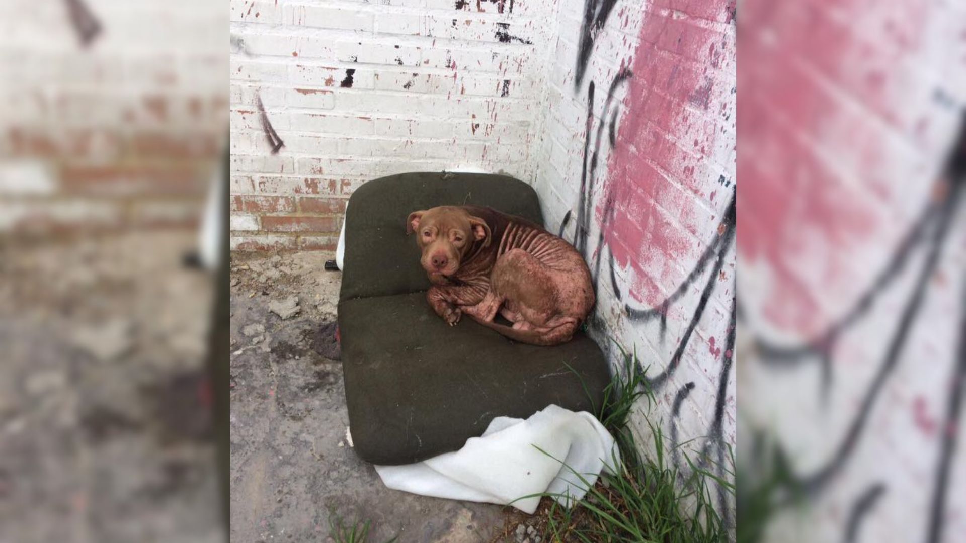 This Sweet Bulldog Didn’t Trust Humans At All Until He Met Some Truly Amazing People