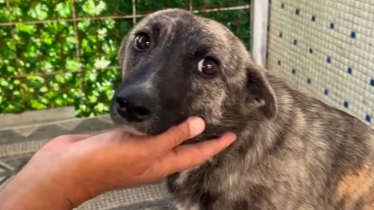 abandoned pregnant dog