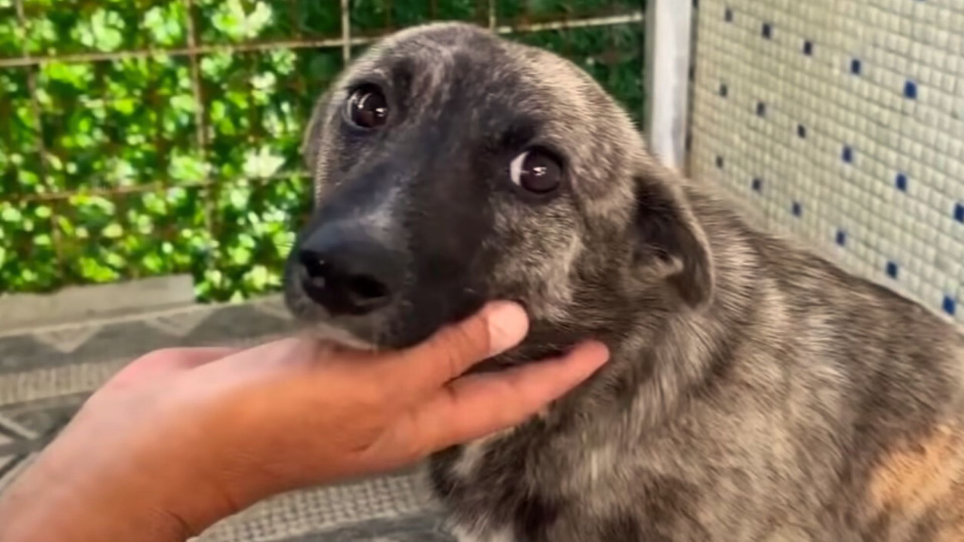 Abandoned Pregnant Dog Refuses To Trust Hoomans Until The Right One Comes