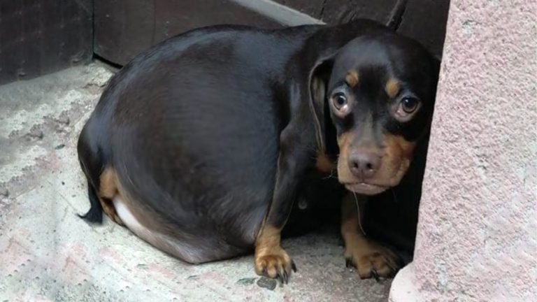 pregnant dog requires surgery