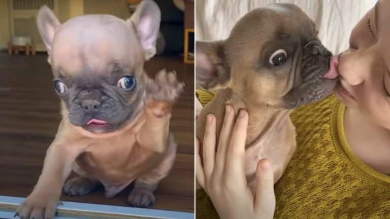 alien puppy finds family