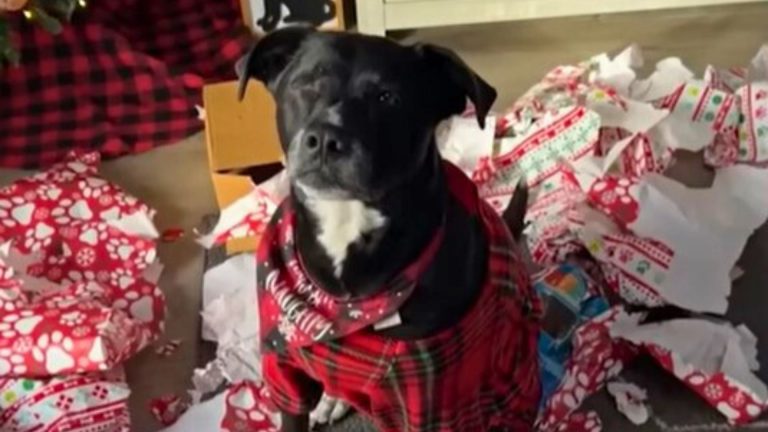 cute dog with cute clothes