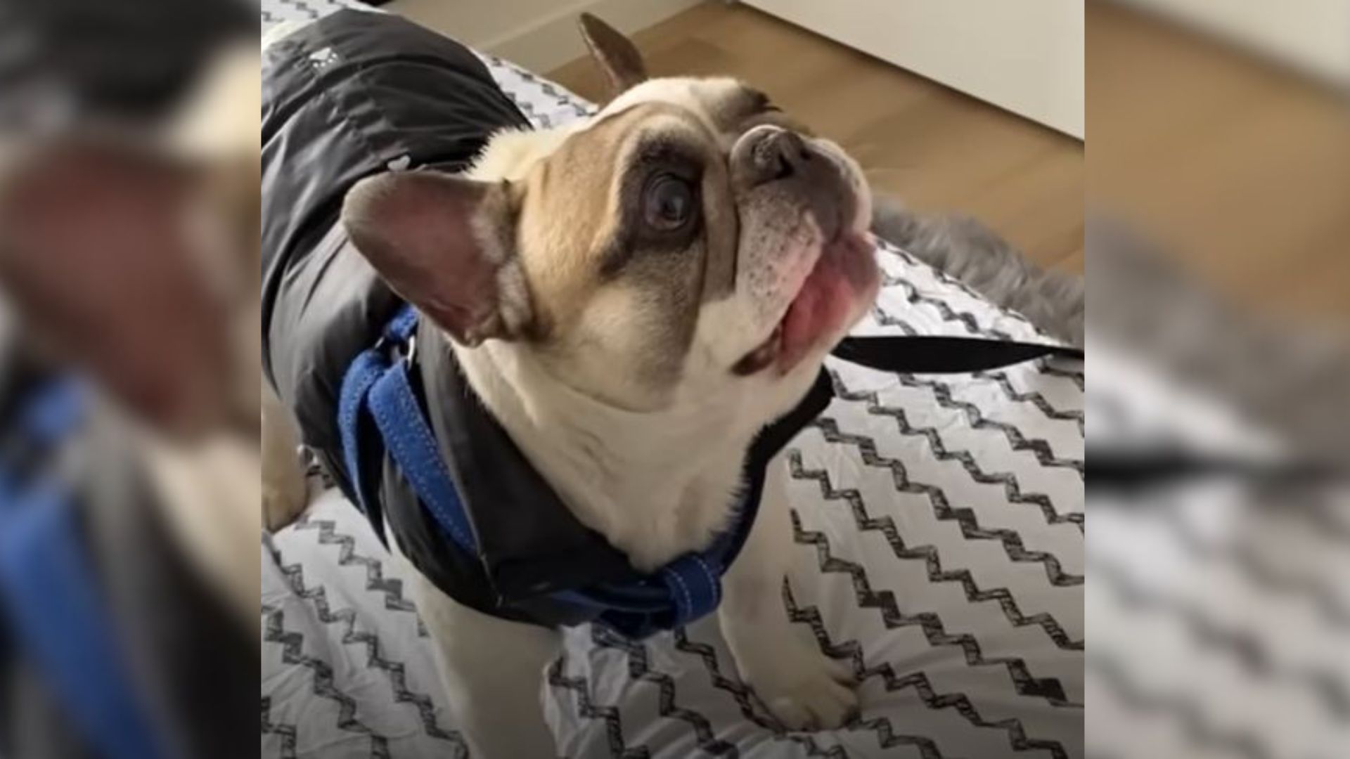 Adorable Frenchie Decided To Stop Barking And Start Talking