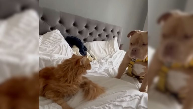 dog and its friend cat