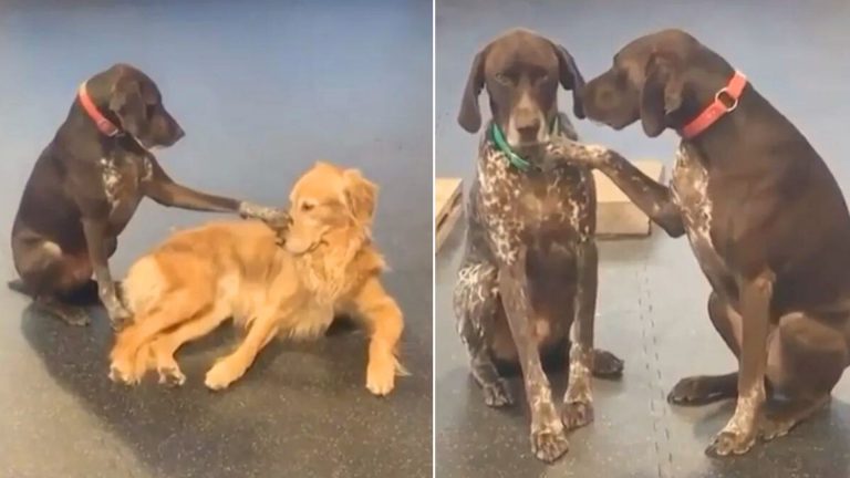 cute dog petting other dogs