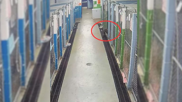 dog in jail
