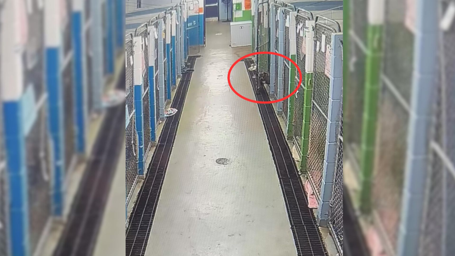 An Accidental “Jailbreak” Caught On Security Camera Led This Dog To A Time Of Her Life