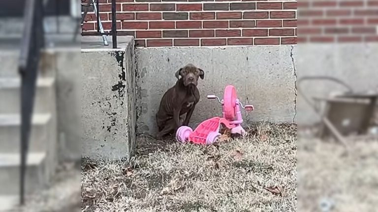 brown skinny stray dog