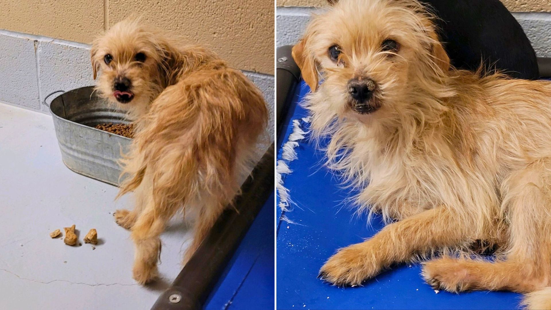 Very Anxious Dog Who Was Almost Euthanized, Completely Changed After Being Adopted