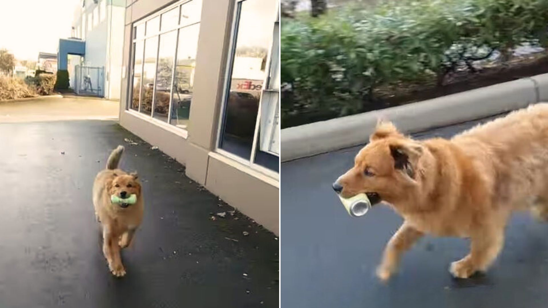 Awesome Pup Turns His Quirky Hobby Into A Fun Way To Earn Some Real Money 