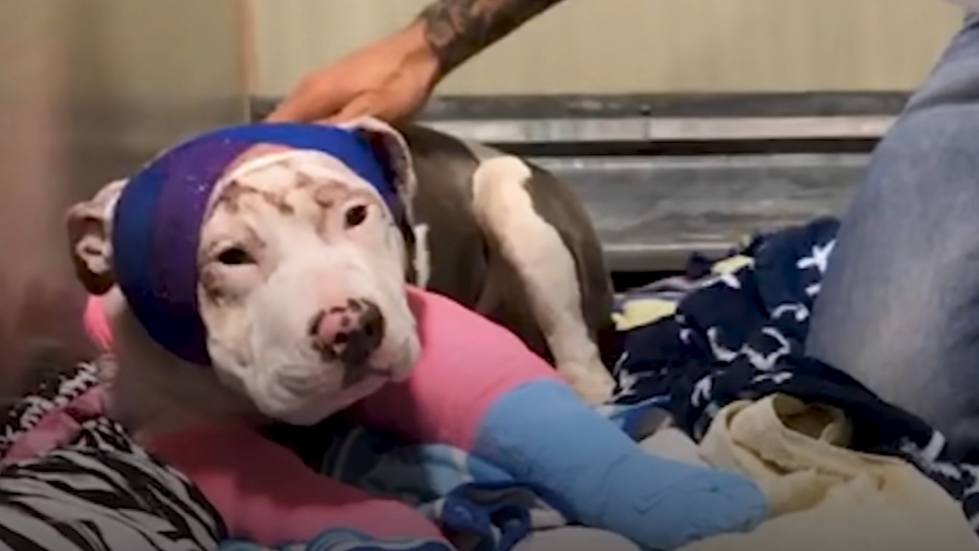 Badly Injured Pittie Wrapped In Bandages Blossoms In Her Adorable Butterfly Costume