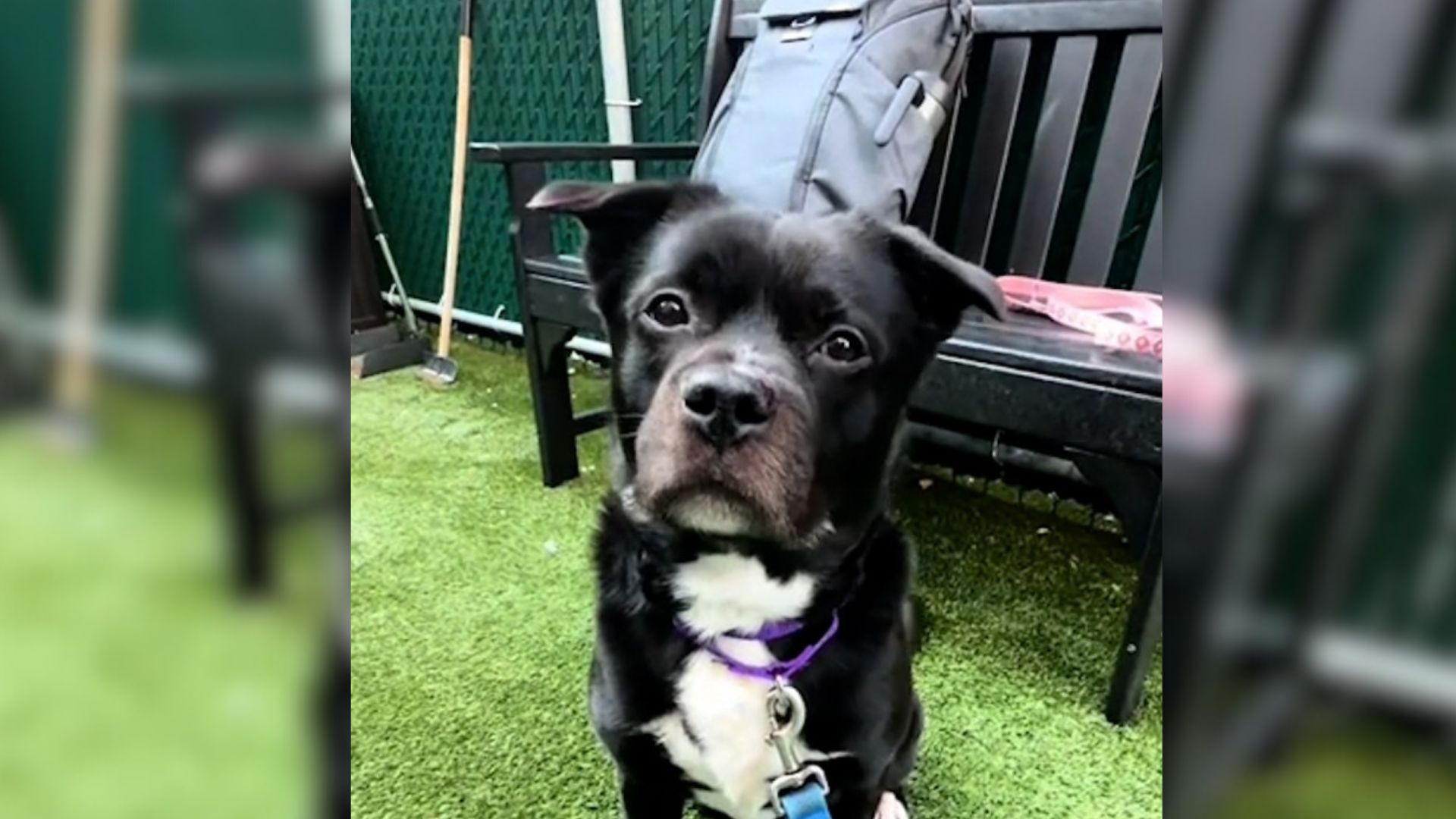Stunning Dog Left At Shelter Because His Owner Couldn’t Take Care Of Him Anymore