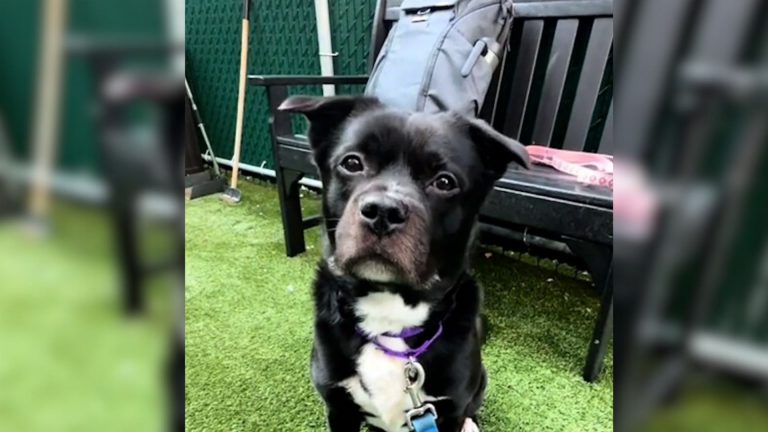 black dog with cute look
