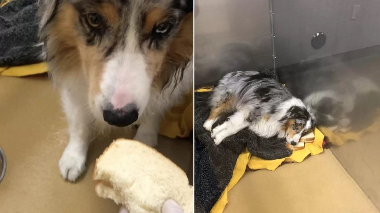 dog looking at sandwich
