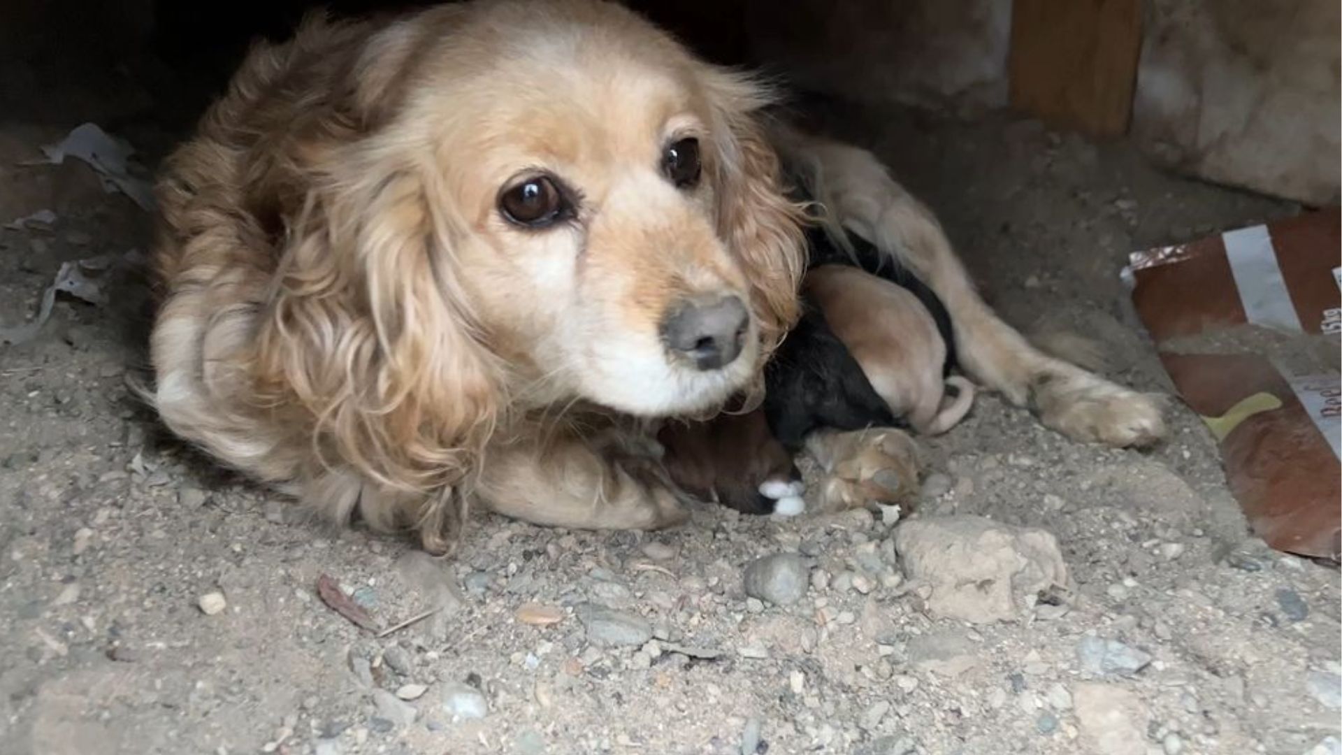 mother dog protecting her puppies