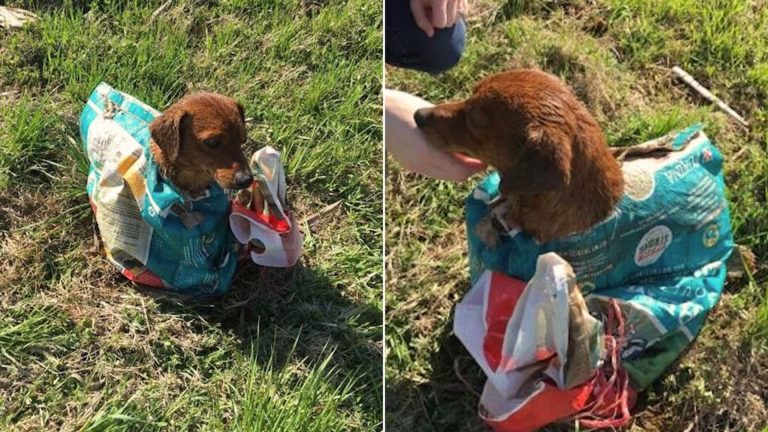 dog tied in sack