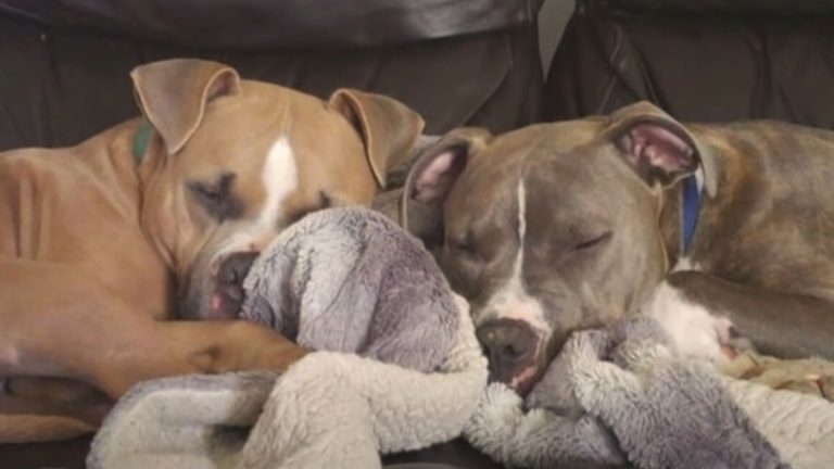 two dogs sleeping together