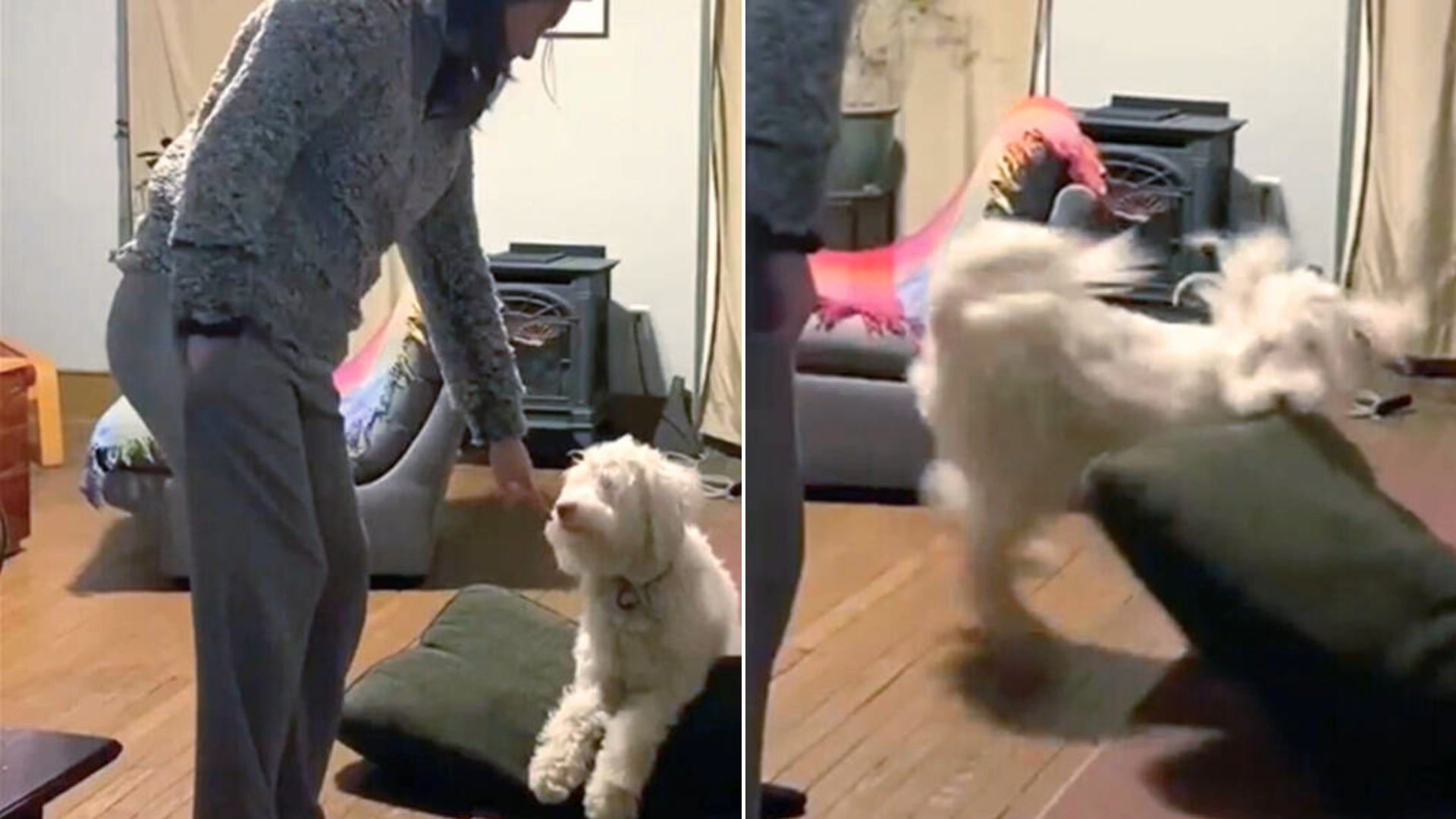 Blind And Deaf Dog Can’t Hide Happiness After Reuniting With His Favorite Hooman