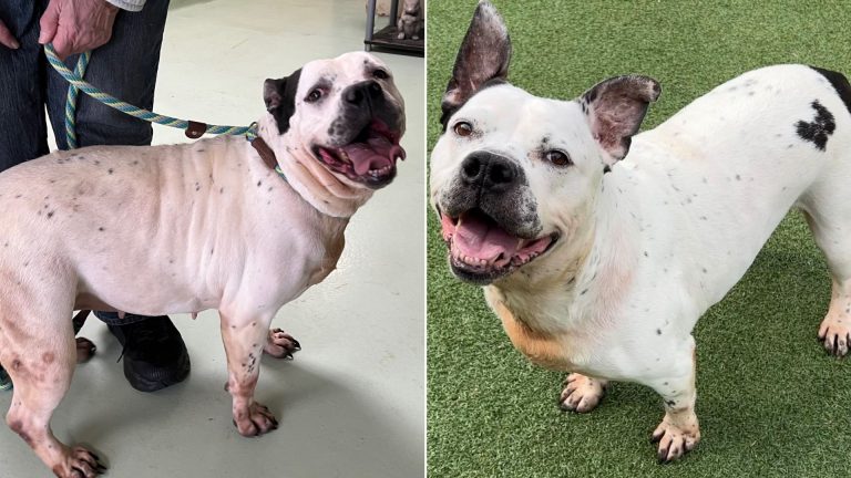 deaf dog