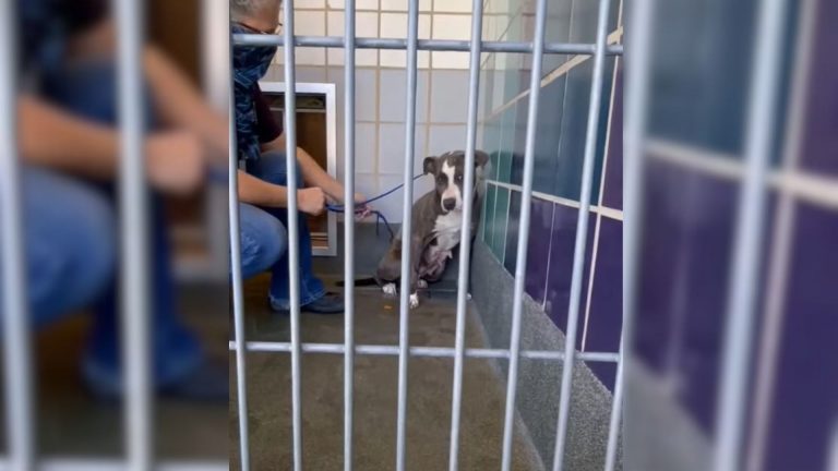 scared dog in cage