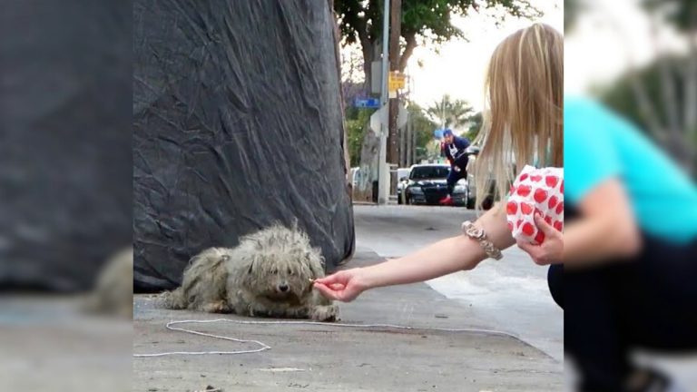 woman feeding a stray dog