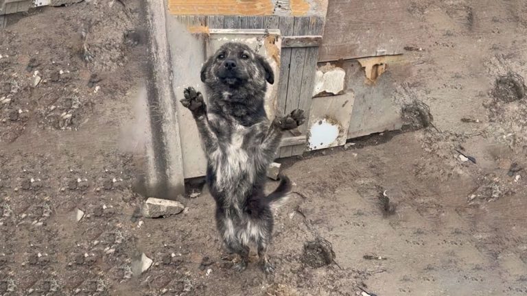 tied dog on chain