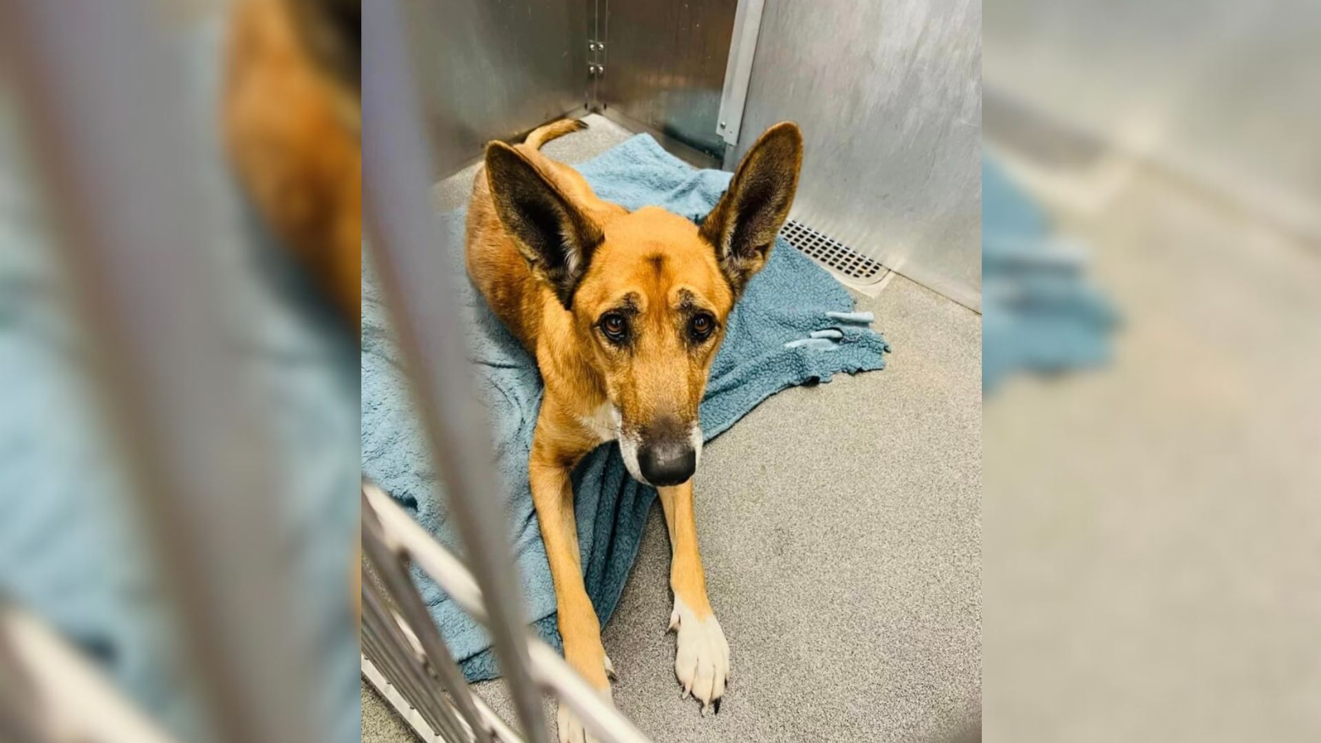 Dog Couldn’t Believe That His Family Surrendered Him To The Same Shelter They Saved Him From