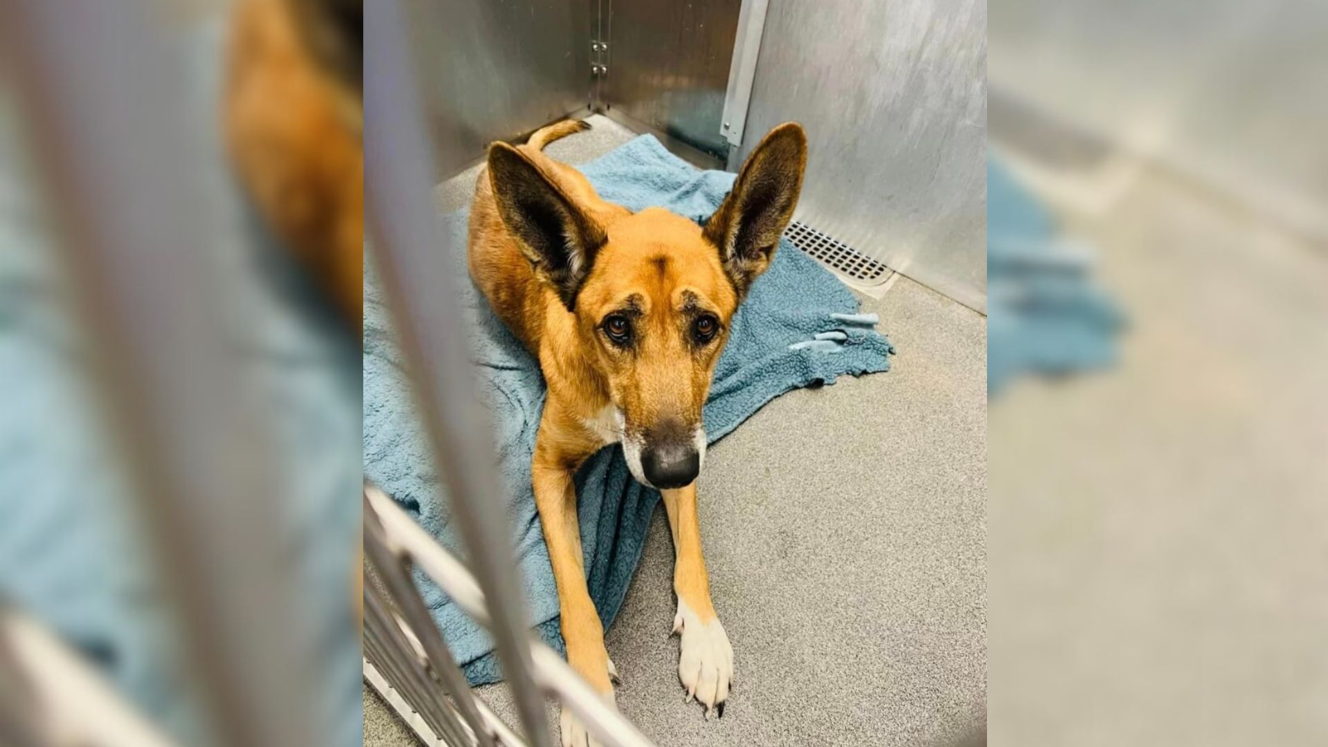 Adopters Take Their New Dog To Shelter Because They Didn’t Like Him, Leaving Him Completely Heartbroken