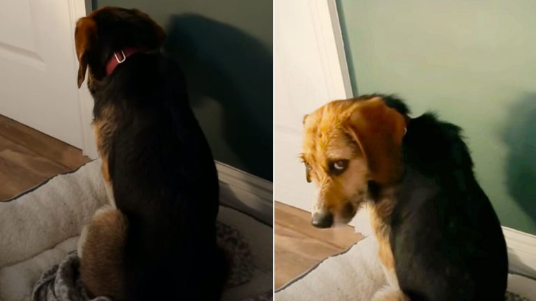 scared dog looking away