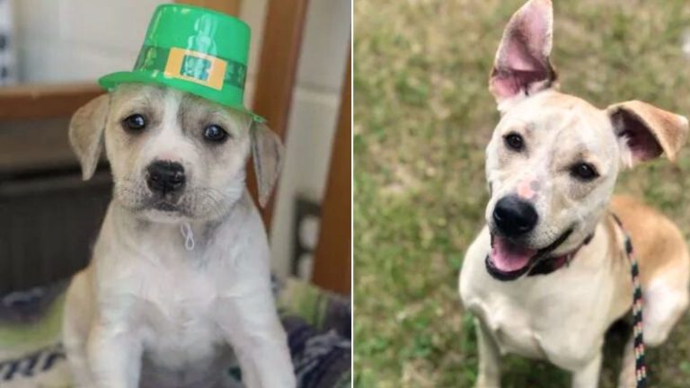 dog coming back to shelter