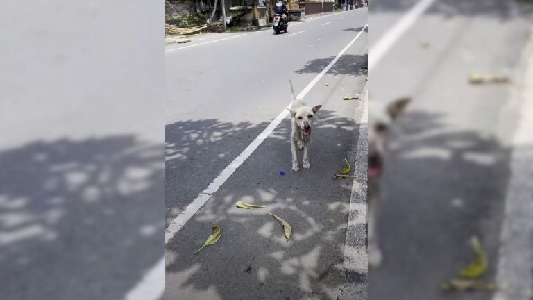 dog found home from a street