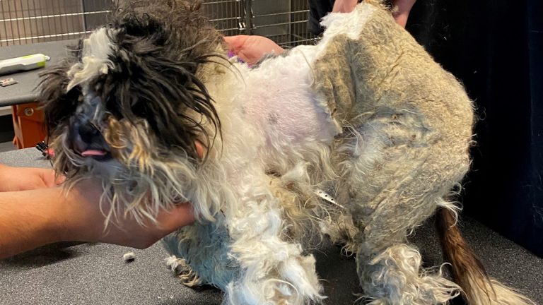 dog covered in mats