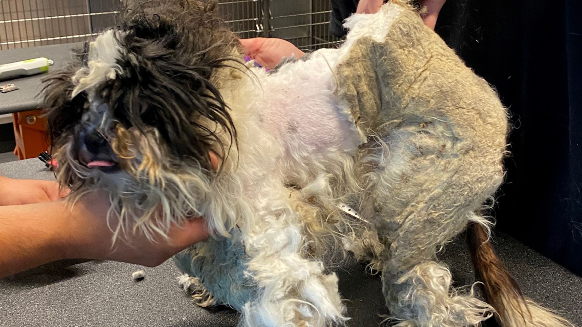dog covered in mats