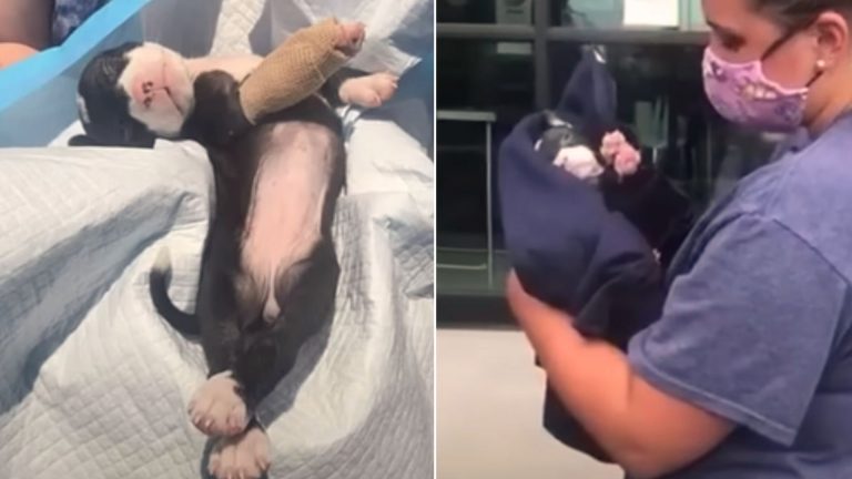 rescued dog named mila