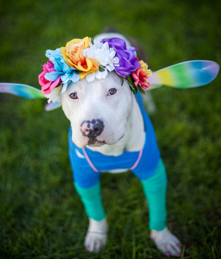 Dog with cosplay of butterfly
