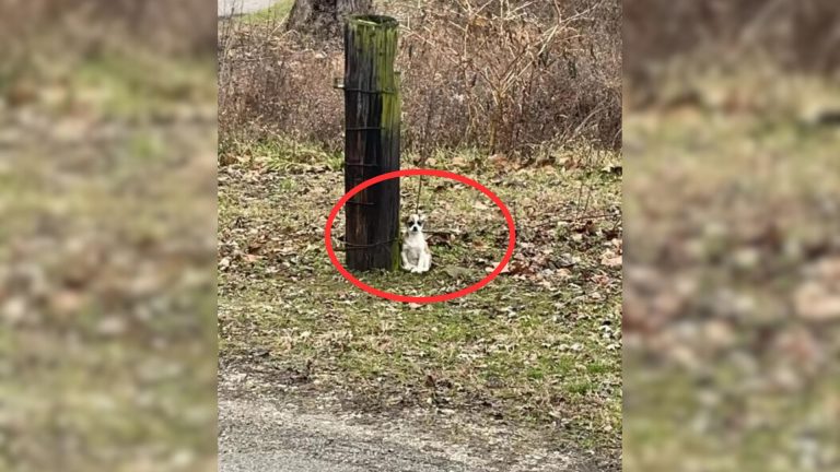 driver finds puppy tied to a tree