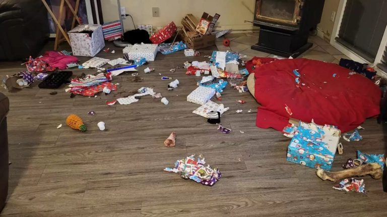 dog opened presents and made a mess