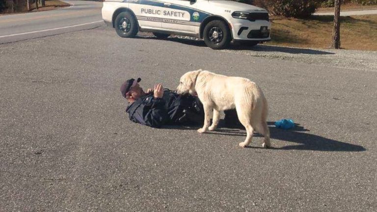 dog with collapsed rescuer