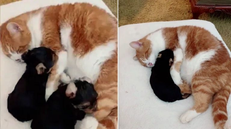 cat lying with puppies