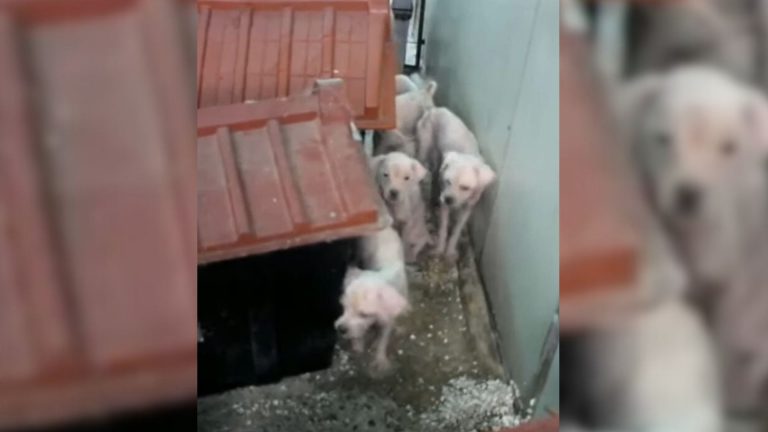 five dogs rescued
