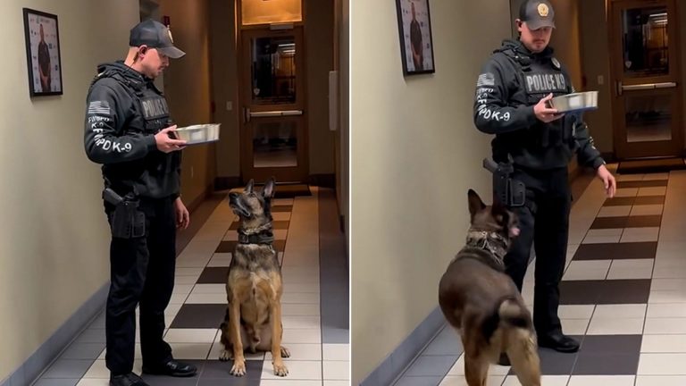 retiring police dog