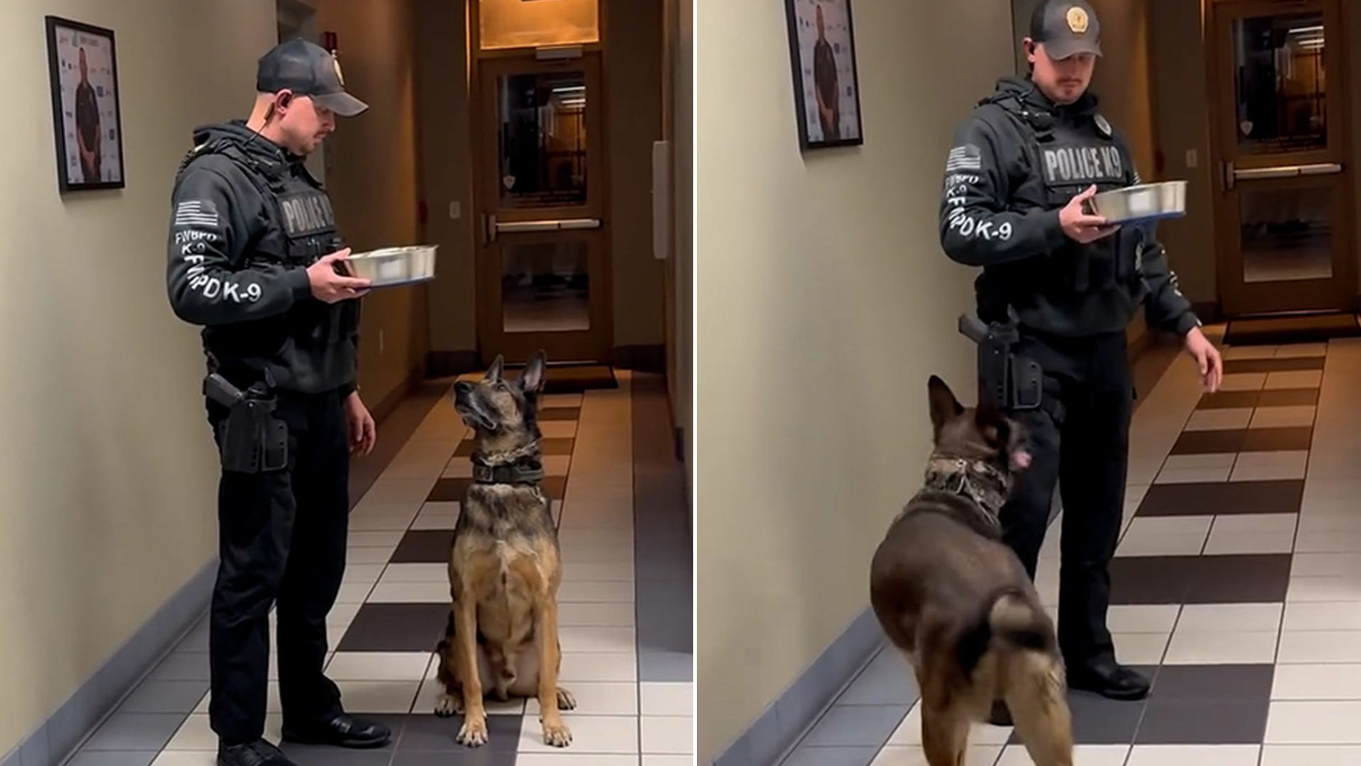 Florida Police Department Throws A Touching Farewell For Retiring K9 With A Whipped Cream Treat 