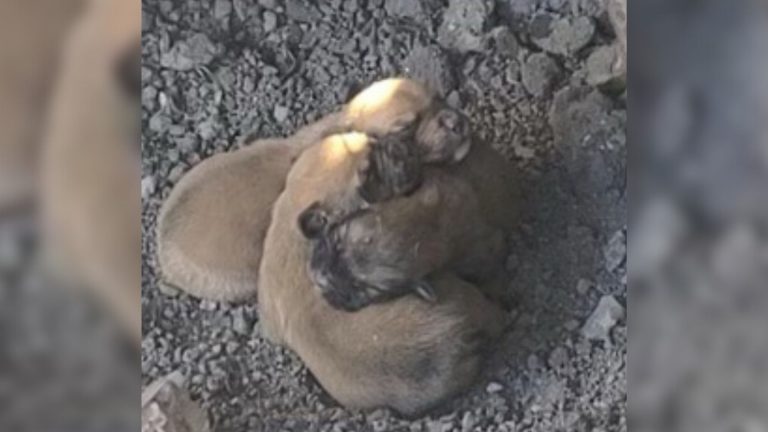 two puppies cuddling