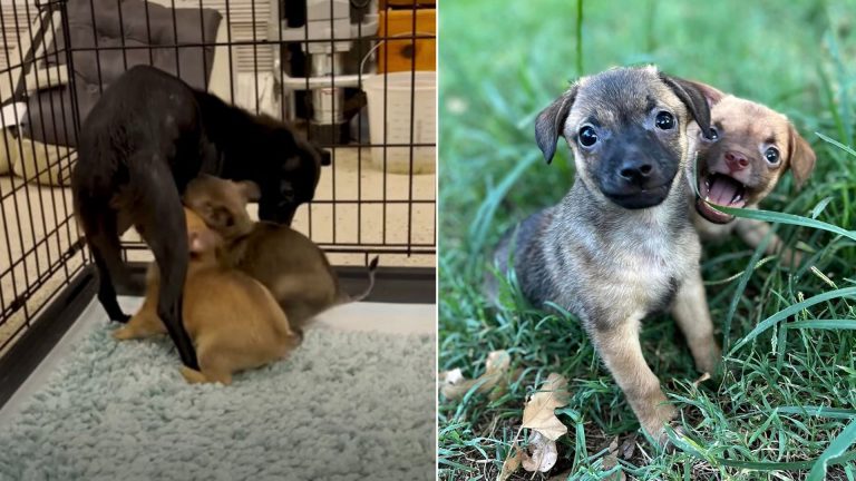 foster puppies meets mother