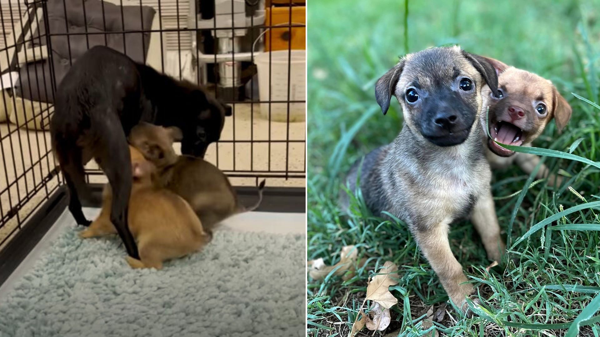 Foster Puppies Can’t Contain Excitement When Their Mommy Gets Fostered Too