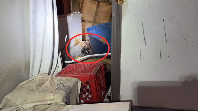 mom dgo and puppies freezing in abandoned house