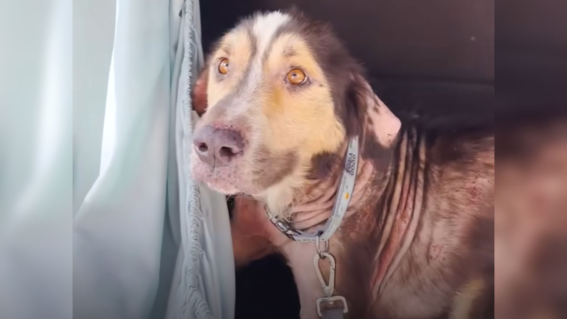 Friendly Stray Dog Just Wanted To Find A Family So He Jumped Into A Random Woman’s Car