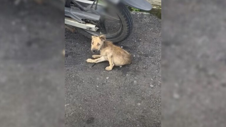 photo of frightened and injured puppy